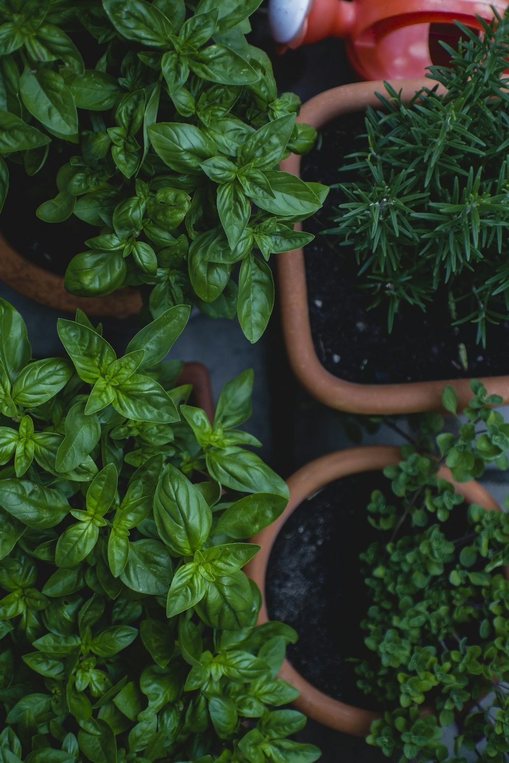 Balcony Herb Garden for Beginners, Step by Step
